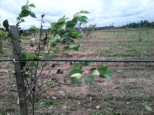 YWdyb3Byb20ubGVub2JsLnJ1L0ZpbGVzL2ltYWdlLzFfMjAuanBnP19faWQ9ODE5MDk=