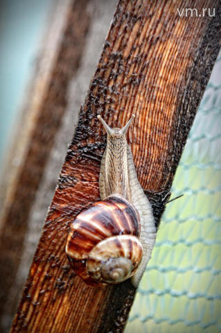 Павел Волков Виноградная улитка