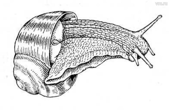 Павел Волков