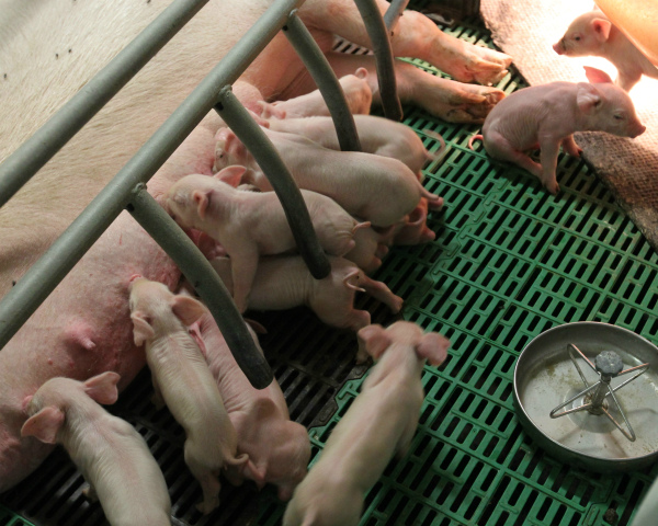 52d51f5de59d35b7c6c7448f8beae7e3