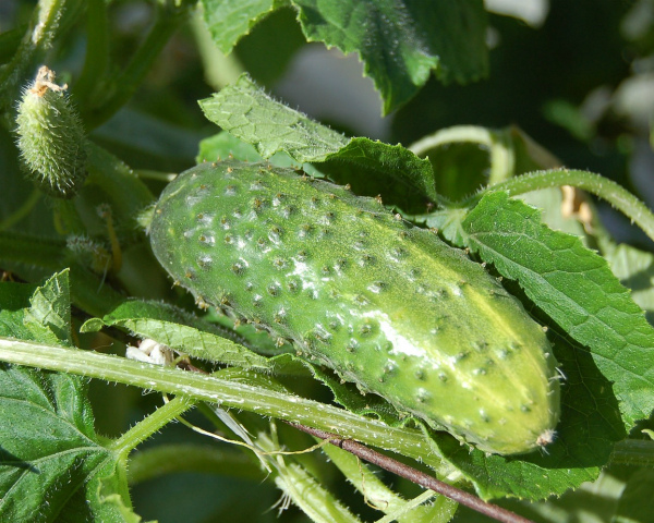 970bbb184c608854ee620f001b3bd033