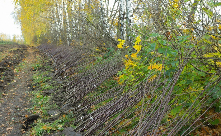 d3d3lnnkzwxhbm91bmfzlnj1l3vwbg9hzhmvnc80lzq0ode0nzyznzgwmjzfb3jpzy5qcgvnp19fawq9odq2otu