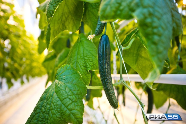 cmlhNTYucnUvdXBsb2Fkcy9wb3N0cy82MTM2M18zMjQyOC5qcGc_X19pZD04OTExMw==