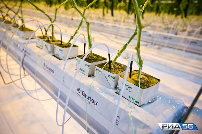 cmlhNTYucnUvdXBsb2Fkcy9wb3N0cy82MTM2M18zMjQzMC5qcGc_X19pZD04OTExMw==